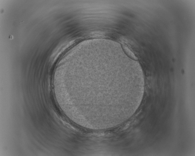 X0000068740194200605262059