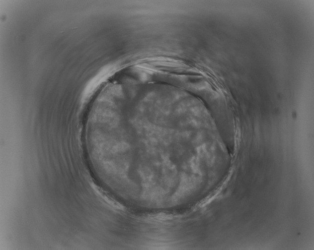 X0000068740197200605262059