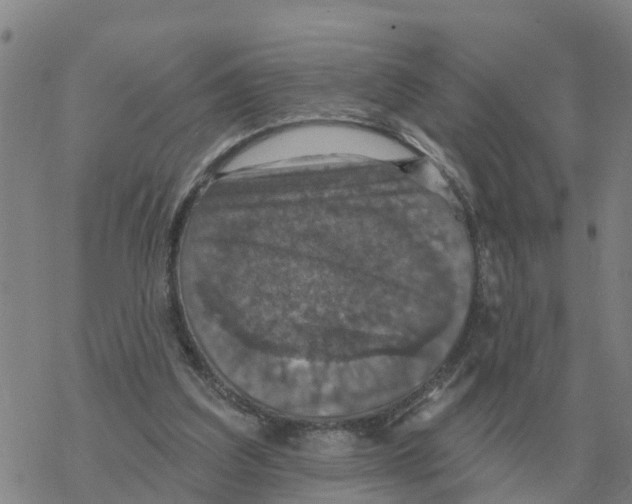 X0000068740203200605262059