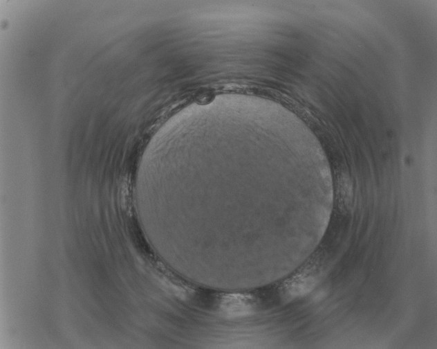 X0000068740222200605262059