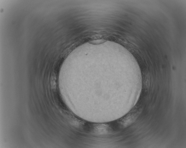 X0000068740226200605262059