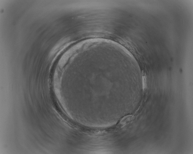 X0000068740243200605262058