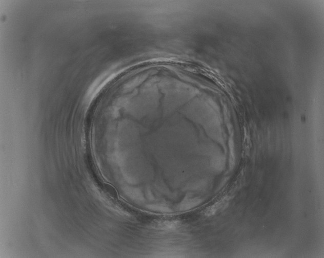 X0000068740247200605262058