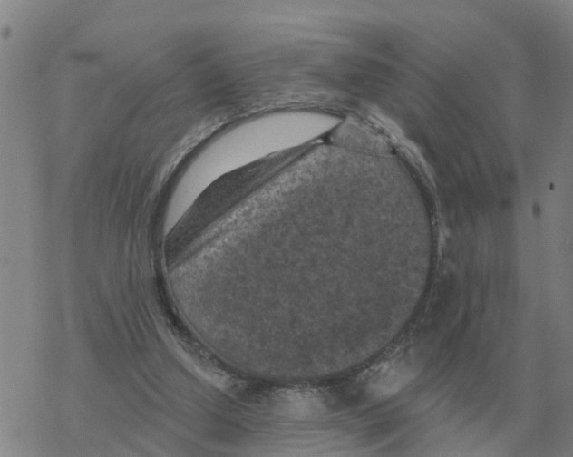 X0000068740250200605262058