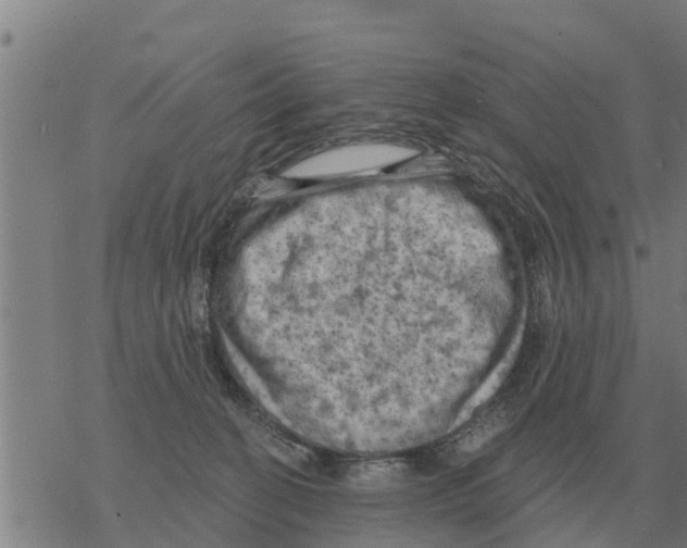 X0000068740274200605262058