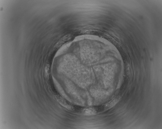 X0000068740275200605262058