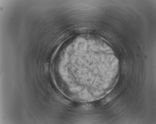 X0000068740278200605262058