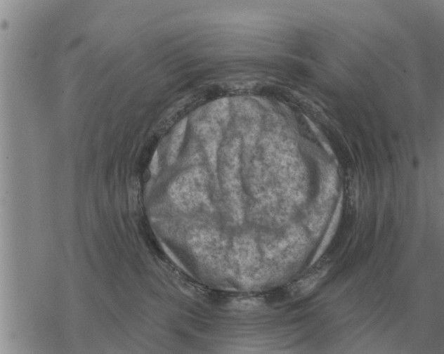 X0000068740283200605262058