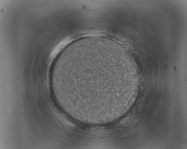 X0000068740296200605262057