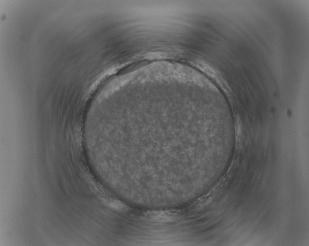 X0000068740297200605262057