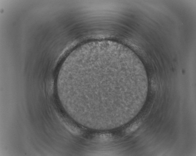 X0000068740304200605262057