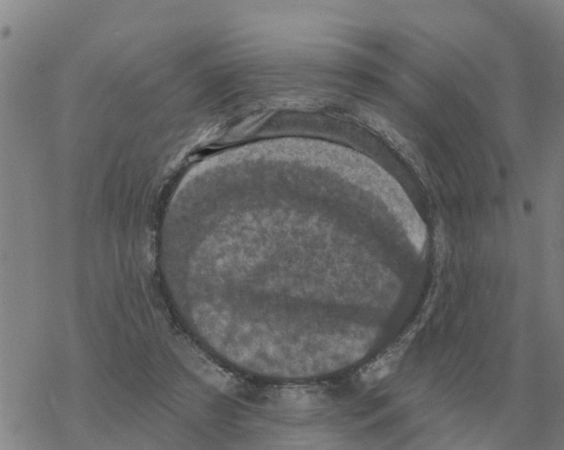 X0000068740305200605262057