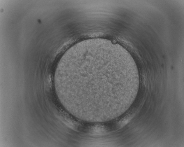 X0000068740308200605262057