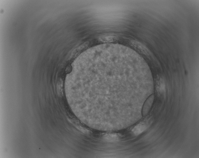 X0000068740332200605262057