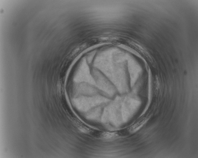 X0000068740333200605262057