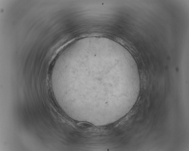 X0000068740338200605262056