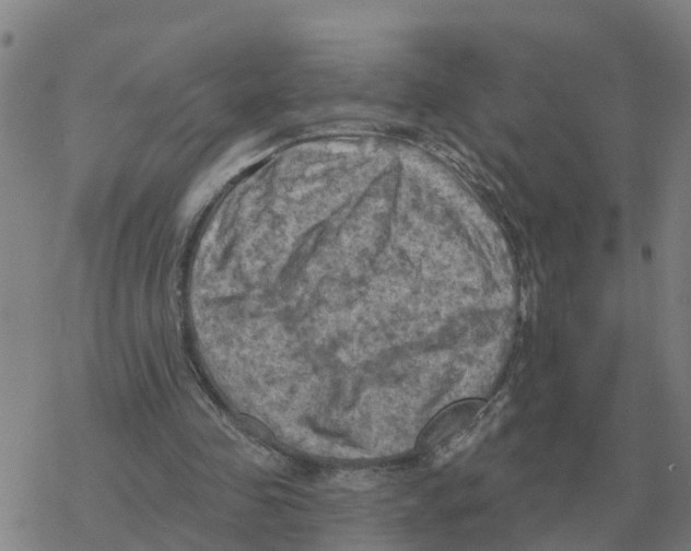 X0000068740341200605262056