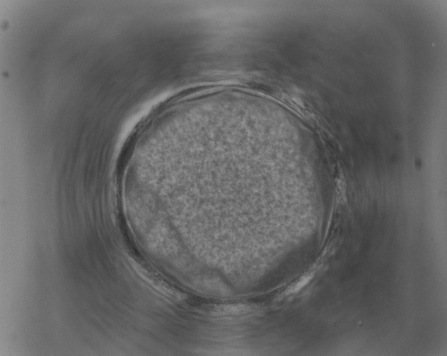 X0000068740342200605262056