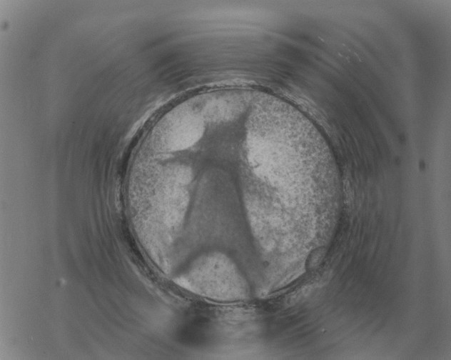 X0000068740347200605262056