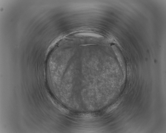 X0000068740349200605262056