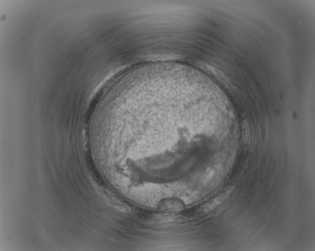 X0000068740351200605262056