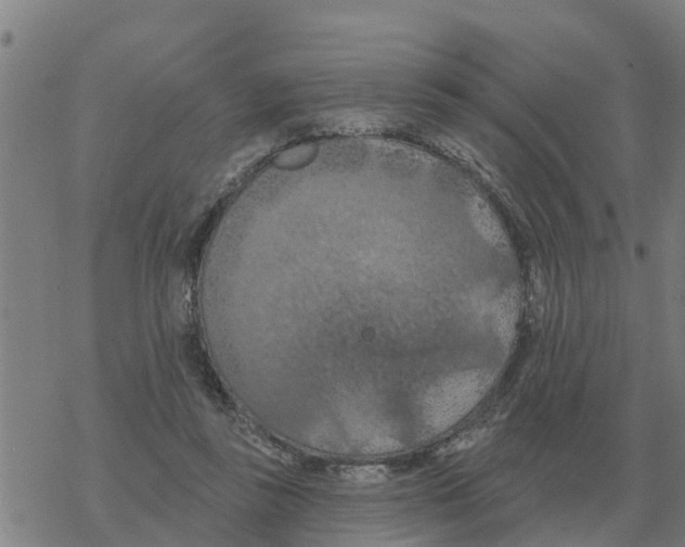 X0000068740355200605262056