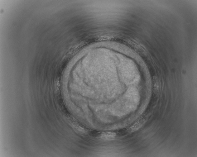 X0000068740369200605262056