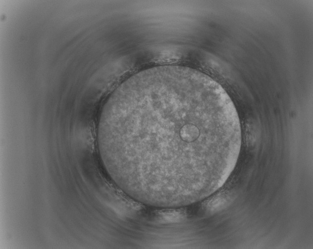 X0000068740370200605262057