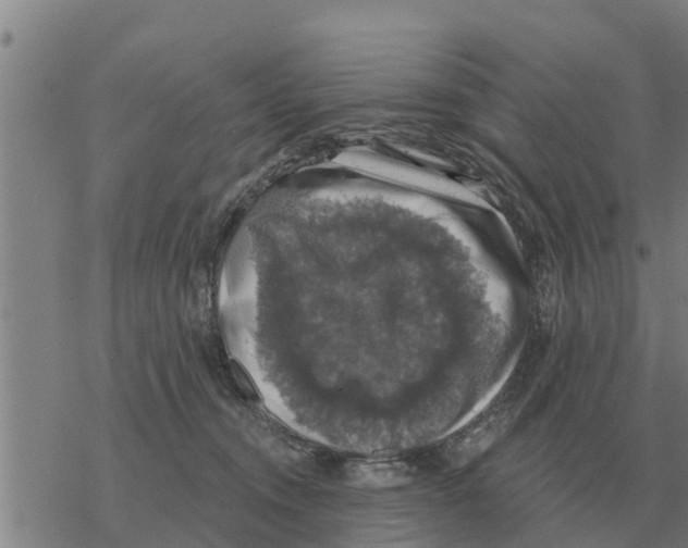 X0000068740372200605262057