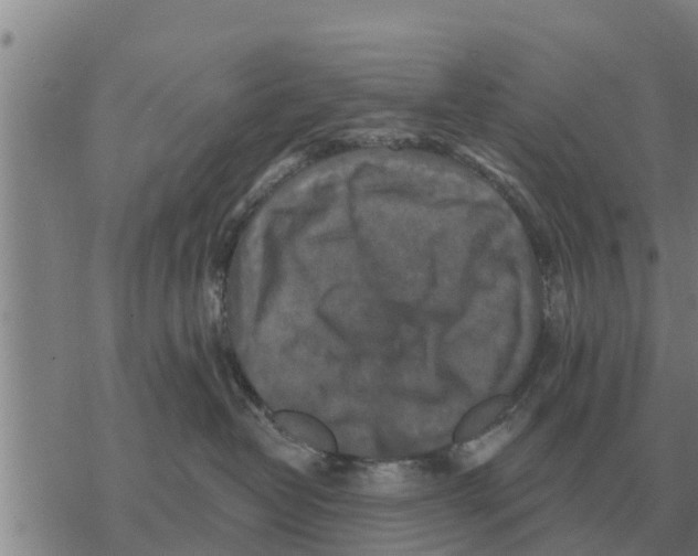 X0000068740382200605262057