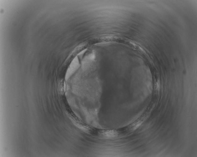 X0000068740383200605262057