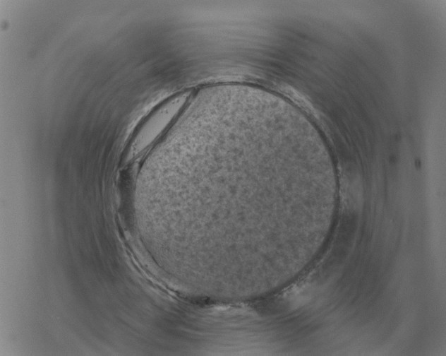 X0000068740386200605262056