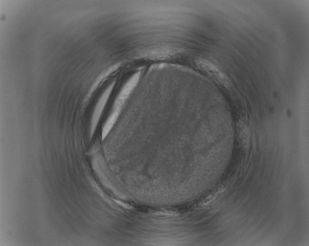 X0000068740400200605262056