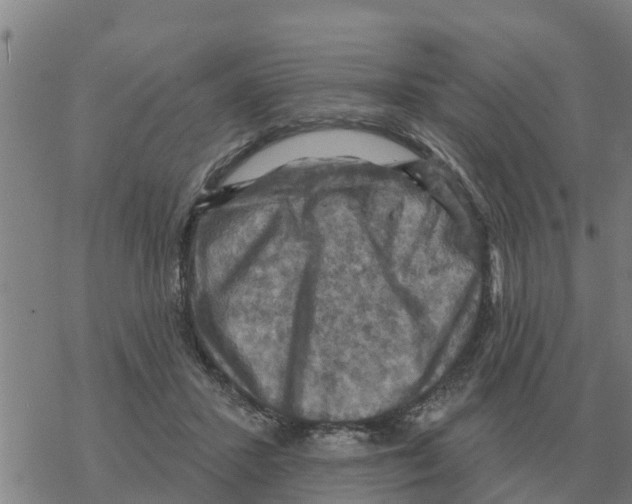 X0000068740407200605262056