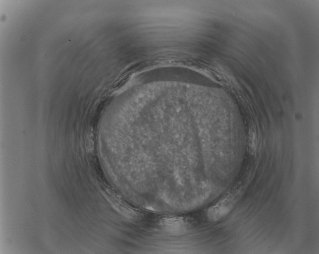 X0000068740413200605262056