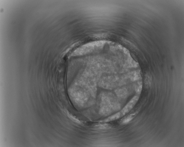 X0000068740428200605262055