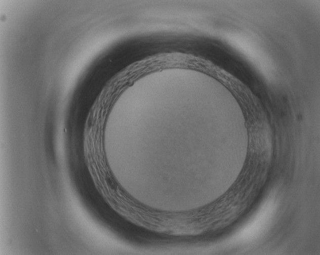 X0000068740431200605262055