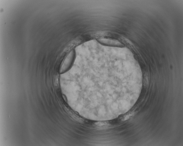 X0000068740477200605262055