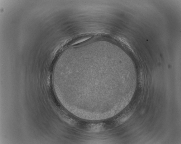 X0000068740495200605262054