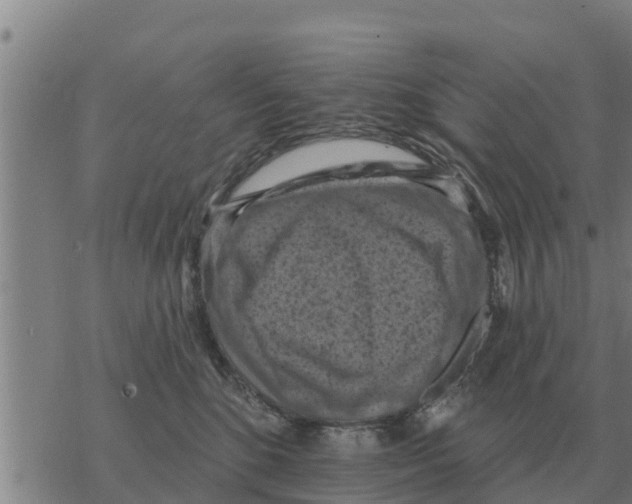 X0000068740520200605262054