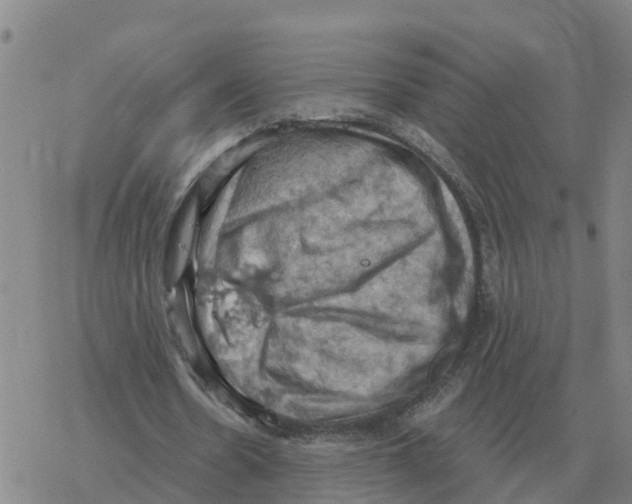 X0000068740530200605262053