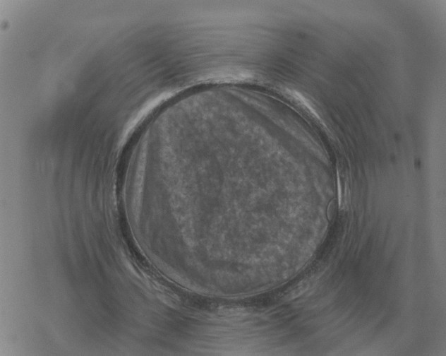 X0000068740531200605262053