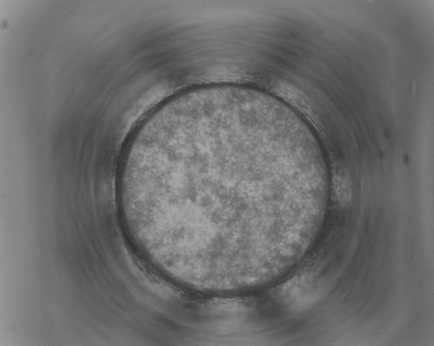 X0000068740534200605262053