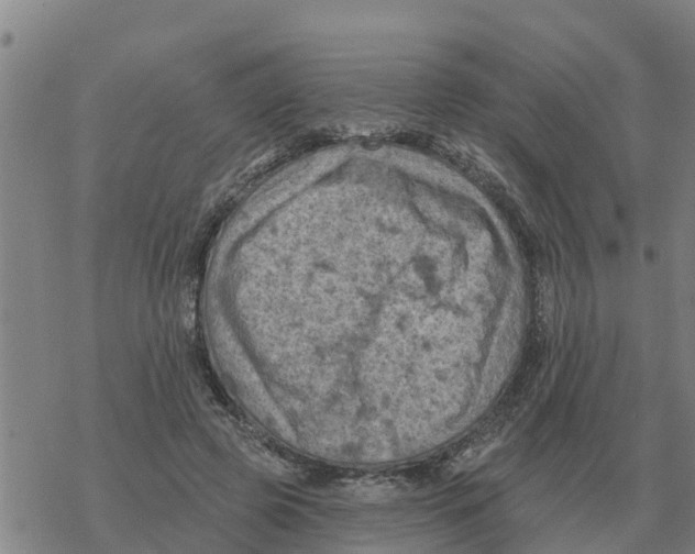 X0000068740545200605262053