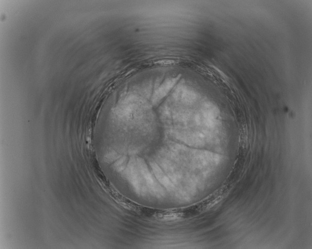 X0000068740553200605262053