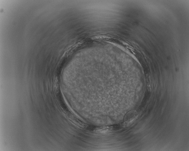 X0000068740563200605262053