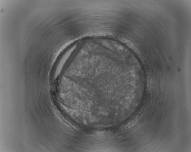 X0000068740584200605262053