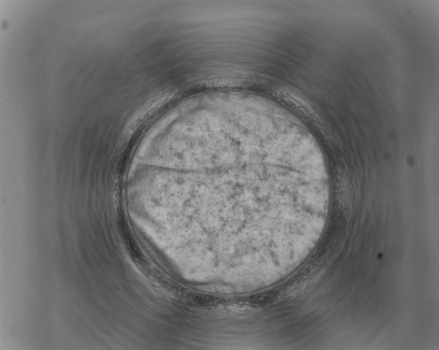 X0000068740586200605262053