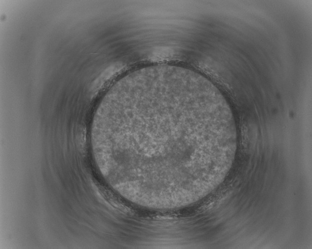 X0000068740592200605262053