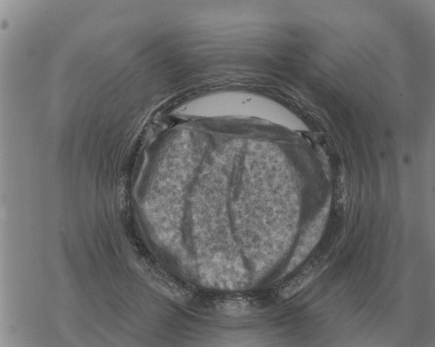 X0000068740600200605262052